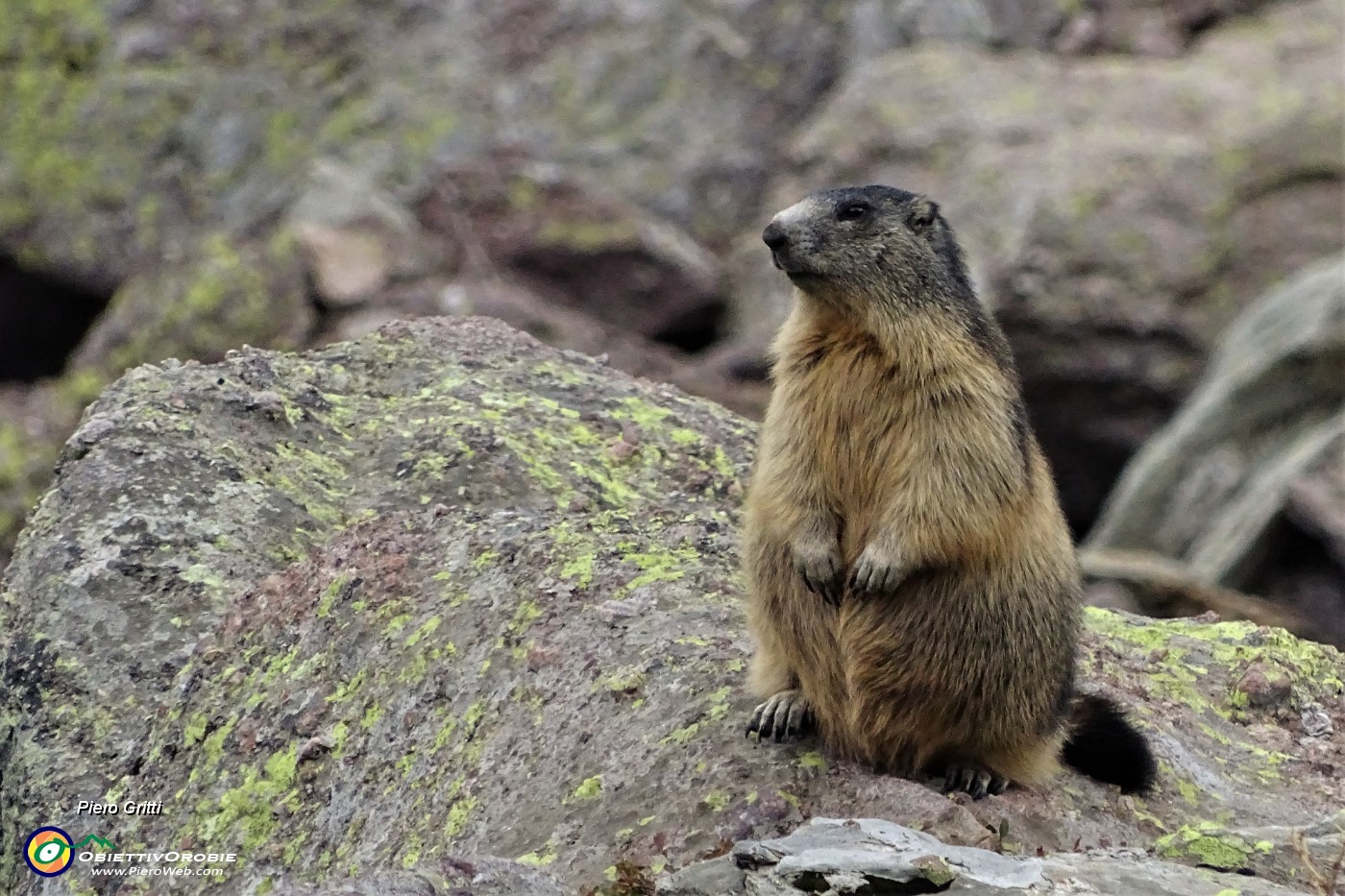 97 Bella marmotta in sentinella ben imbottita per il letargo invernale.JPG